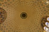 Vaulted Splendor