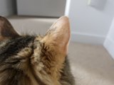 Window Gazing Abyssinian