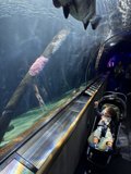 A Young Explorer's Gaze at Aquarium of the Bay
