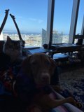 Furry Friends Relaxing on the Couch