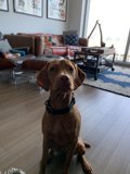 Pit Bull and Vizsla: Best Buddies in the Living Room