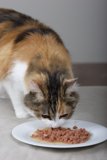 Feline Feast