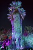Enchanted Palm in a Garden of Lights