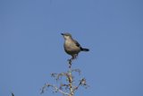 Feathered Delight on High