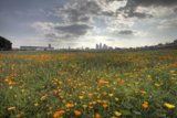 Orange Bloom in the Urban Wilderness
