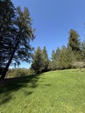 Tranquility Among the Trees
