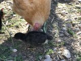 Feathered Friends