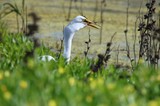 Great Egret Catching Fish in Wetland Marsh