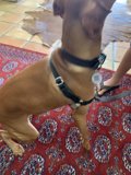 Stylish Pooch on a Boho Rug