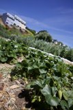 Green Thrive: A Glimpse of Sustainability on Earth Day