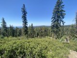 Majesty of the Conifers