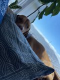 Relaxing with My Pup