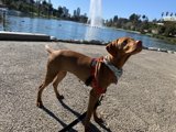 Canine at the Fountain