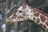 Fantastic Heights at the SF Zoo!