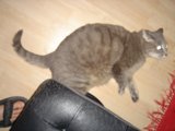 Feline Relaxation on Hardwood Floor
