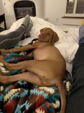 Cozy Nap Time with Pup
