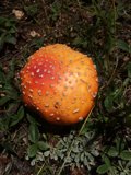 Amanita Agaric Mushroom in Santa Fe Plaza