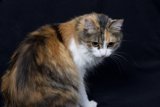 Calico Cat on a Black Background