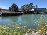 A Serene Waterfront with Yellow Blossoms