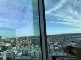 City Dog