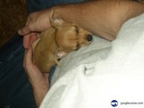 Comfy Canine
