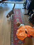 Furry Friends Relaxing on Hardwood Flooring