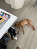 Furry Companion at Work