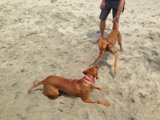 Fun in the Sun with Two Furry Friends