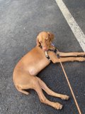 Serene Pooch on a leash