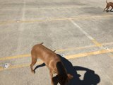 Parking Lot Pals
