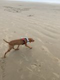 Leashed Hound Living Its Best Life on Pismo State Beach