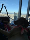 Urban Pooch