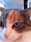 Sad Abyssinian Cat
