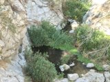 Serene Stream in the Angeles National Forest