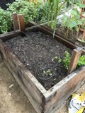 Raised Garden Bed with Potted Plants