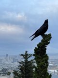 Crow's View