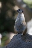 Meerkat on a Rock