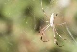 Garden Spider on a Spiderweb