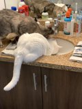 Playful Cats in Sink
