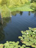 Lily Pond Oasis