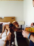 Man Feeding his Furry Friends on the Couch