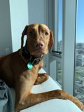 Window Watcher