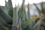 Delicate Succulent Spine in Sharp Focus