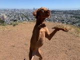 Canine in the City