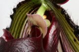 Up Close with a Gorgeous Flower