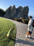 A Morning Stroll by the Cliff
