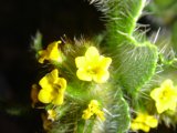 Bright Yellow Blossoms