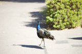 Majestic Stroll at the SF Zoo