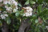 Jade Plant Blooming with Delicate White Flowers