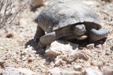 Slow and Steady in the Desert